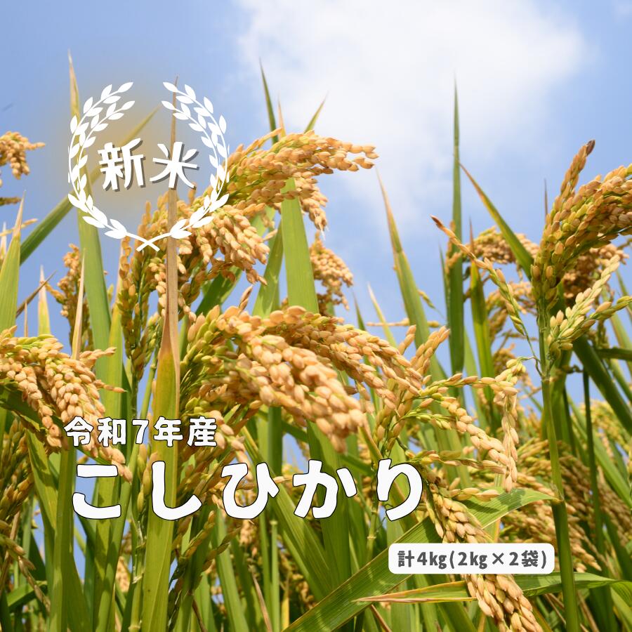 【ふるさと納税】令和7年産 しまね川本 こしひかり 4kg(2kg×2) 島根県 川本町産 精米 藤屋 石見米