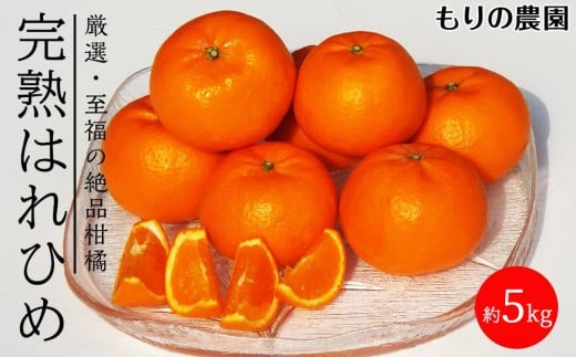 はれひめ「みかんの甘み」と「オレンジの香り」の新品種！5kg【もりの農園 柑橘 果物 フルーツ 人気 おすすめ 瀬戸内 広島県  尾道市】