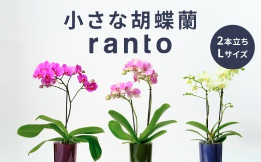 飾るだけ 胡蝶蘭 2本立ち 鉢 付き 1鉢 ranto Lサイズ 手軽 小さな ミディー胡蝶蘭 花 お花 flower 植物 コンパクト 小さめ 鑑賞用 インテリア 贈答用 記念日 ギフト プレゼント お祝い 誕生日 還暦 米寿 お歳暮 お中元 贈り物 母の日 父の日 鉢植え 慶事 生花 千葉県 旭市 椎名洋ラン園 sye009