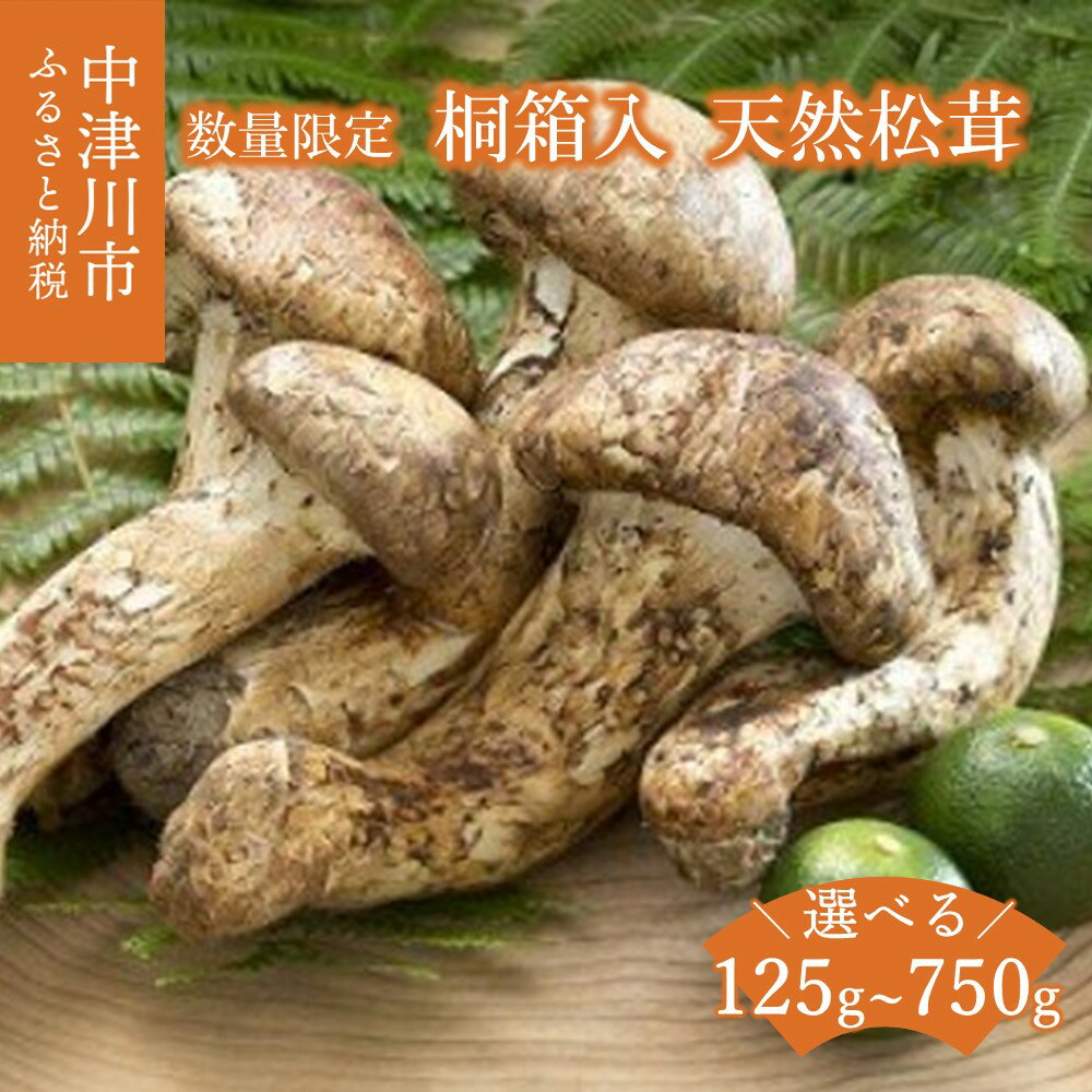 【ふるさと納税】【数量限定】 天然松茸 桐箱入 量が選べる (125g / 250g / 500g / 750g) 松茸ご飯、焼き松茸、土瓶蒸しなど F4N-2522var