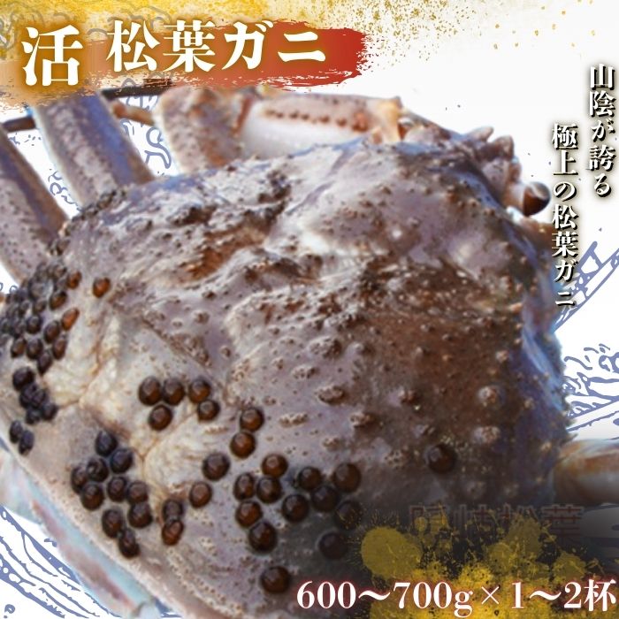 【ふるさと納税】松葉ガニ 〈活カニ〉 タグ付き＜選べる容量＞＜先行予約受付中！11月中旬～2月中旬発送予定＞600～700g 1200～1400g 松葉 カニ 松葉蟹 浜茹で 海鮮 蟹味噌 かに味噌 鍋 冷蔵 魚介類 水産 人気 おすすめ お中元 贈り物に プレゼント 贈与 ギフト 祝辞 お祝い