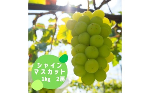 クール便で発送　シャインマスカット　1㎏箱　2房 ALPFK001