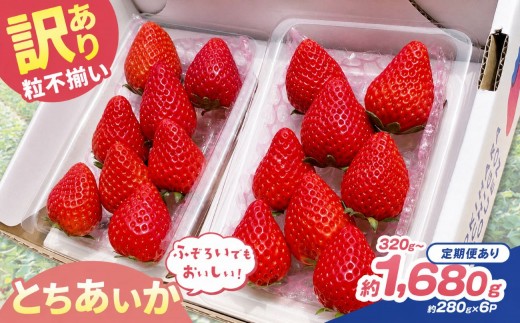 
                  訳あり 粒不揃い とちあいか 320g～1,680g 定期便 1回～3回 | 栃木県 矢板市 澳原いちご農園
                