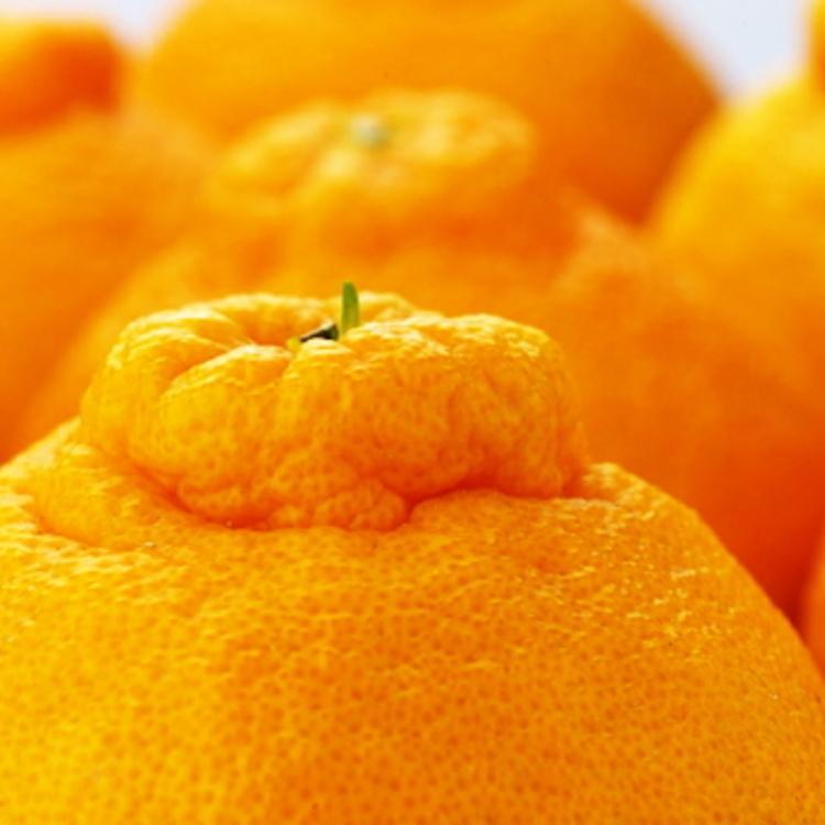 【ふるさと納税】こだわり農家の 濃厚 不知火 12～24玉 (約5kg)［先行予約］［MS39］ | フルーツ 果物 くだもの 食品 人気 おすすめ 送料無料 農家直送