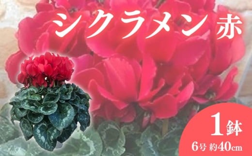 【先行予約】 花 シクラメン 鉢 植え ６号鉢 サイズ 赤 お花 フラワー 冬 季節 ガーデン ガーデニング 庭 贈答 プレゼント ギフト 植物 2025年12月初旬より発送開始 オンライン決済限定  [4565494]
