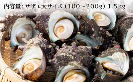 壱岐島 サザエ（大） 合計約1.5kg 《壱岐市》【マルショウ水産】[JBB004] 17000 17000円 お刺身 産地直送 冷蔵配送 サザエ さざえ 栄螺 つぼ焼き 冷蔵 生 刺身 BBQ 九州