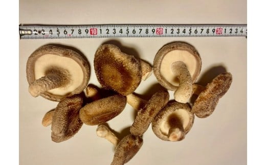 川西町産「生椎茸」　大判（８cm以上）の生椎茸500グラム入り