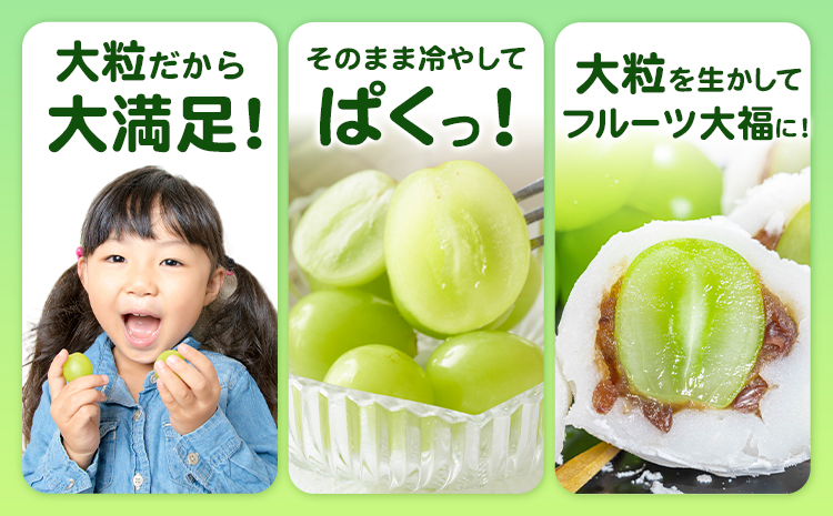 特選 大粒 シャインマスカット 約2kg(2~4房) 株式会社日本植生グループ本社 NISSHOKU FARM《9月下旬-12月末頃出荷》葡萄 ブドウ ぶどう 送料無料 岡山県 浅口市 【配送不可地域