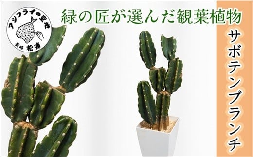 
            緑の匠が選んだ観葉植物 素敵な空間づくりに サボテンブランチ(観葉植物 サボテンブランチ サボテン 植物 贈り物 送料無料)【C8-015】
          