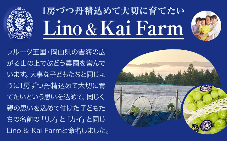 贈答用 フルーツ王国 岡山県産 シャインマスカット 化粧箱入り 1房 Lino ＆ Kai Farm《2026年10月上旬-11月中旬頃出荷》マスカット 送料無料 岡山県 浅口市 ギフト シャインマス