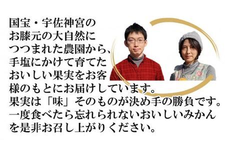 吉沢みかん(約10kg)みかん ミカン 蜜柑 柑橘 フルーツ 果物 くだもの 果実【108600100】【フルーツランド桐畑】