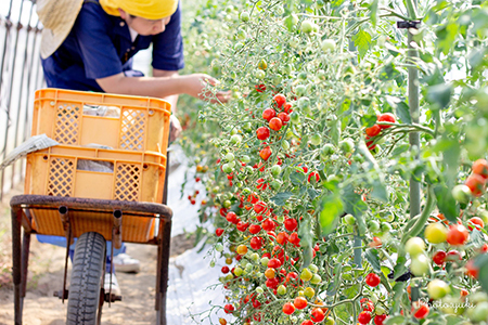 ミニトマト「ネネ」2.4kg（200g×12パック）