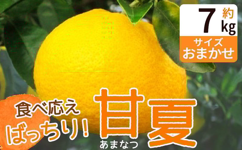 
                  ZP6110_【ふるさと納税】食べ応えばっちり！ 甘夏 7kg
                