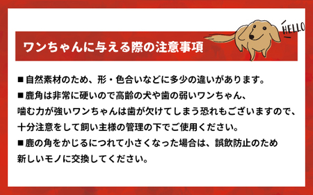 エゾ鹿の角先 Mサイズ×2本セット(1本物)[54-1364]