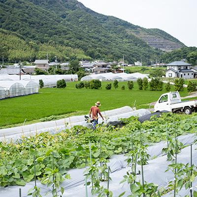 ふるさと納税 土庄町 【毎月定期便】瀬戸内小豆島そだちの旬野菜セット全12回 |  | 02