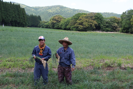 ＜純国産たまりらっきょう1.3kg（130g×10P）＞らつきょう ラッキョウ 辣韭 おつまみ 肴 ご飯のおとも 野菜 旬 漬物 おつけもの シャキシャキ 食感 歯ごたえ 晩酌 料理 アレンジ タルタ