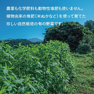 【自然栽培】『まえむき。』の、自然と一緒に育てた旬のおまかせ野菜セット８〜９種類