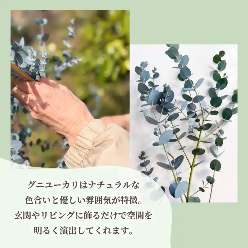 フレッシュ グニユーカリ スワッグ / 約30cm 約30本 | 【2026年9月上旬頃より順次発送予定】ユーカリ ゆーかり 【KNN009】