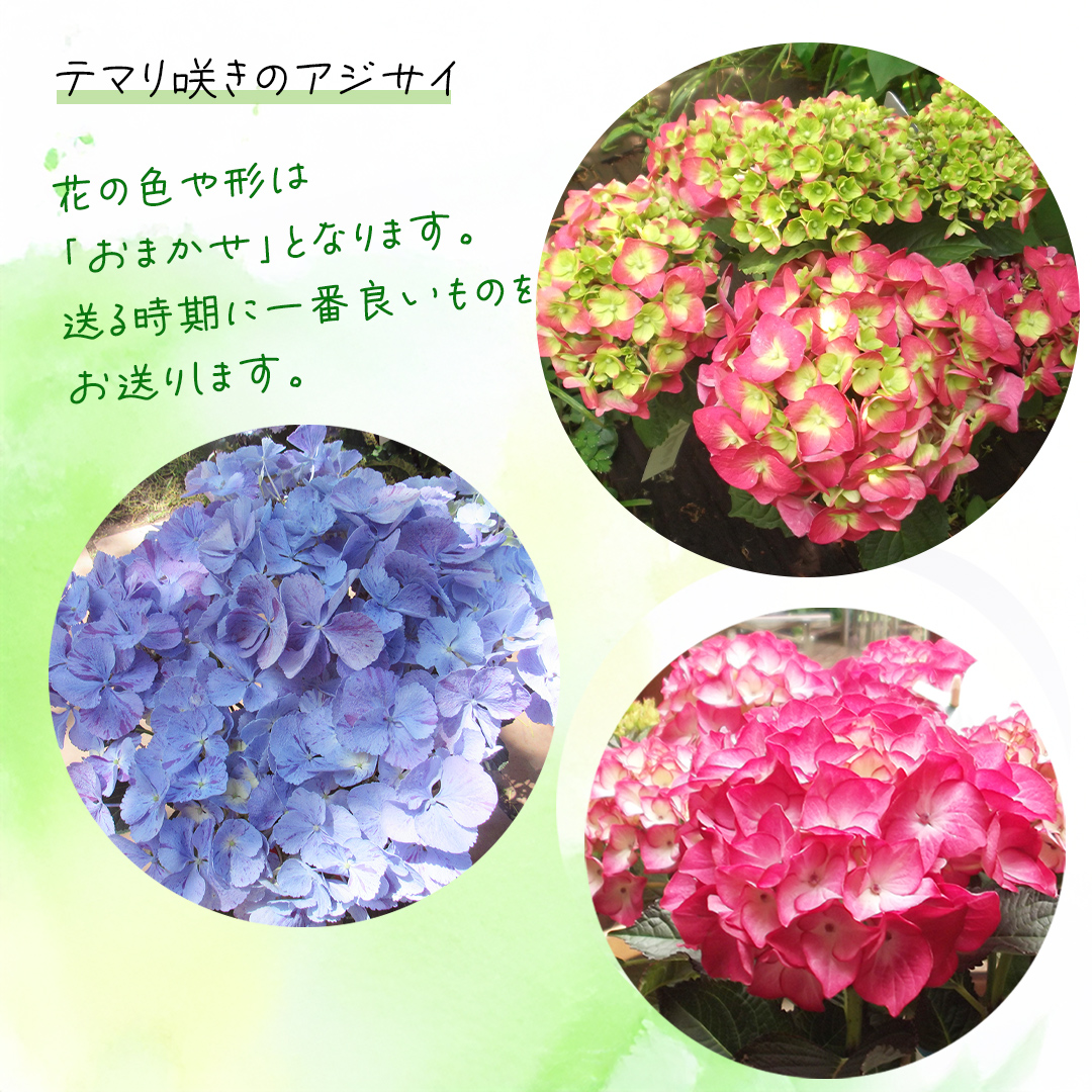≪先行予約≫ アジサイ テマリ咲き【 おまかせ 1点 】【2025年4月上旬頃より発送開始】植物 花 インテリア フラワー 紫陽花 お花 園芸 初夏 贈り物 ギフト ガーデニング