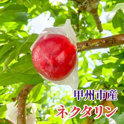 ふるさと納税 甲州市 【桃でもすももでもない!】スイートネクタリン2kg程度