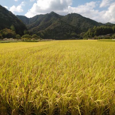 ふるさと納税 小林市 令和7年産新米【須木米】精米 計10kg |  | 02