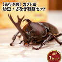 【先行予約】 【ふるさと納税】カブト虫　幼虫・さなぎ観察セット【2025年4月上旬順次発送】 / カブト虫 幼虫 さなぎ 観察 セット エサマット 生体 自然 研究 体験 虫 福井県 福井市 カブトムシ 育成 成長 送料無料 [A-081005]