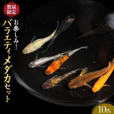 ふるさと納税 境港市 <数量限定>お楽しみ!バラエティメダカセット(10匹)