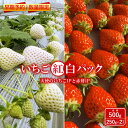 【ふるさと納税】【早期予約・数量限定】いちご紅白パック 2種 500g 食べ比べ セット 250g × 2パック 白いちご 春いちご 天使のいちご スターナイト おいCベリー ゆうやけベリー かおり野 すず はるひ よつぼし ふるさと納税 福島県 石川 石川町 イチゴ【1000601】