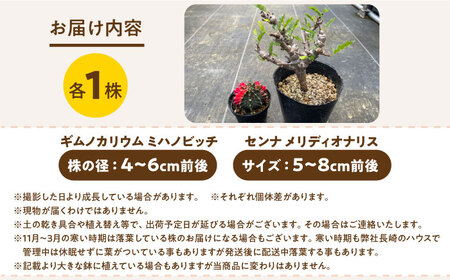 センナ メリディオナリス ＆amp; ギムノカリキウム ミハノビッチ 各1株 Senna meridionalis ＆amp; Gymnocalycium mihanovichii 長与町/アグリュー