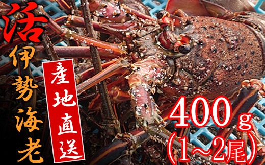 【捌き方レシピ・軍手付き】活きイセエビ漁師直送！！400g以上（1～2尾、1人前）