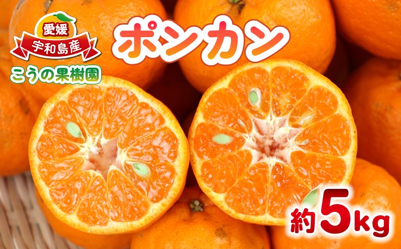
                  ポンカン 5kg こうの果樹園 愛媛みかん 愛媛蜜柑 愛媛ミカン 蜜柑 みかん mikan 果物 くだもの フルーツ 柑橘 濃厚 甘い 甘味 産地直送 農家直送 数量限定 国産 愛媛 宇和島 B010-182005
                
