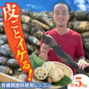 【ふるさと納税】 れんこん 5kg 土付き鍬掘り レンコン 蓮根 産地直送 愛西市 / 山三レンコン [AEBK002]