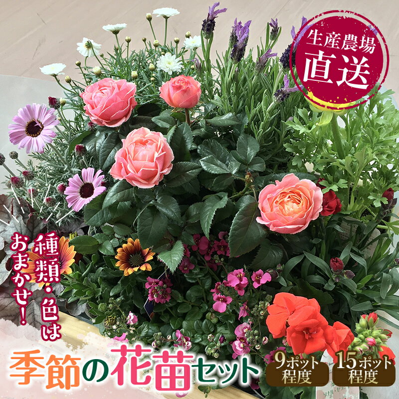 【ふるさと納税】【先行予約】（2025年4月以降発送予定） 生産農場直送！季節の花苗セット 花苗 苗 セット 寄せ植え 花壇 ガーデニング ふるさと納税 1万円 F6L-415var
