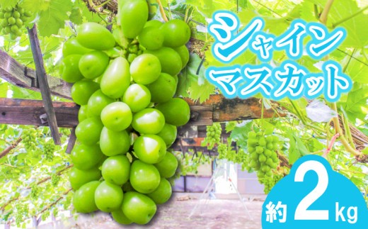【早期予約】朝採りシャインマスカット 約2kg(3房～4房) 名峰讃岐富士育ち 煌めきの果実  マスカット シャインマスカット ぶどう 葡萄 ブドウ フルーツ 果物 くだもの 果実 フルーツ 旬 旬の果物 デザート スイーツ おやつ ゼリー ジュース 人気果物 人気フルーツ ランキング 香川 丸亀