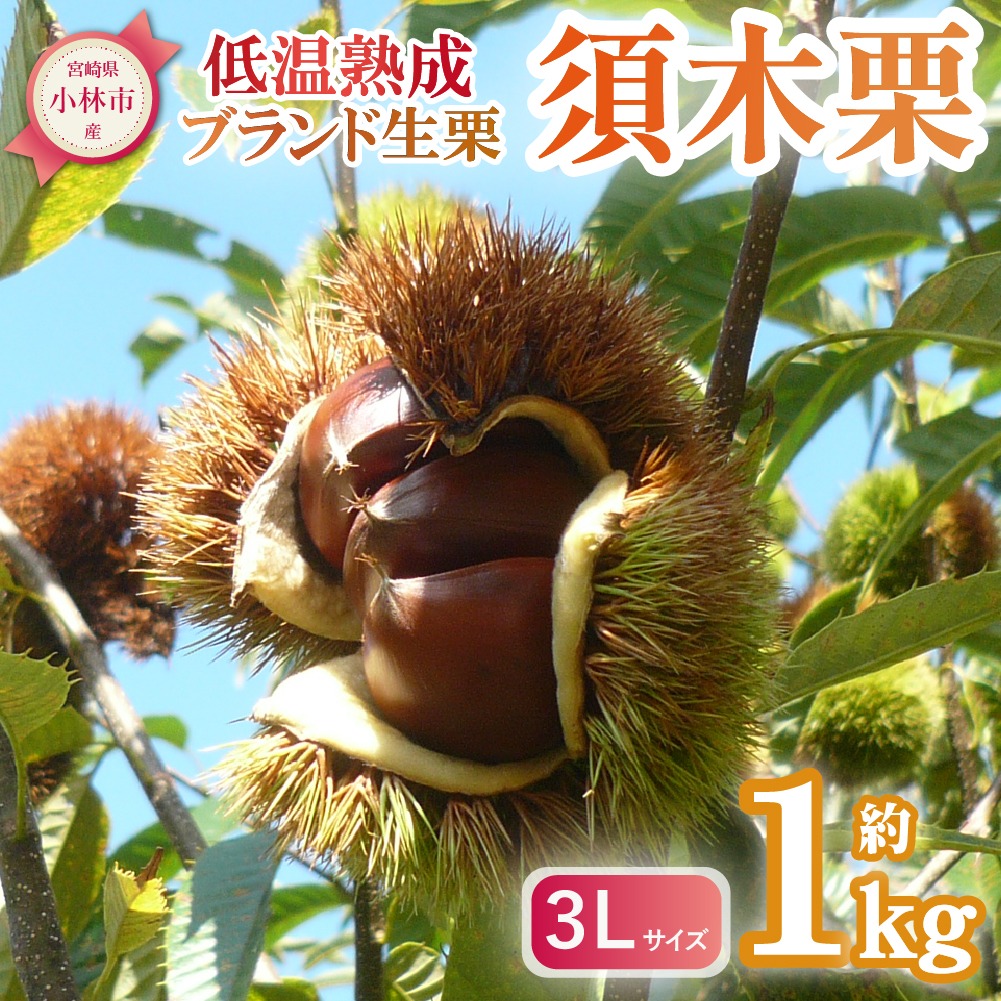 【期間・数量限定！】【低温熟成】ブランド栗「須木栗」3Lサイズ 1kg程度（生栗 マロン 栗 熟成 果物 フルーツ 限定 秋 旬）