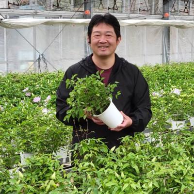 ふるさと納税 北茨城市 長谷川園芸の北茨城産 クレマチス「ドクターラッペル」5寸 ※5/1〜5/7発送 |  | 02