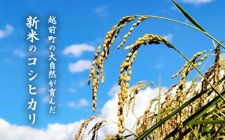 【新米・先行予約】お米 こしひかり 10kg（精米）令和7年 福井県産 炊きたての美味しさを追求したお米【米 白米 コシヒカリ 5キロ 2袋 10キロ 福井県】【2025年10月下旬以降順次発送開始！