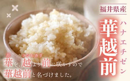 【新米】 令和7年産 ハナエチゼン 10kg 福井県産【玄米】【お米 はなえちぜん 華越前 10キロ】 [e30-b010]
