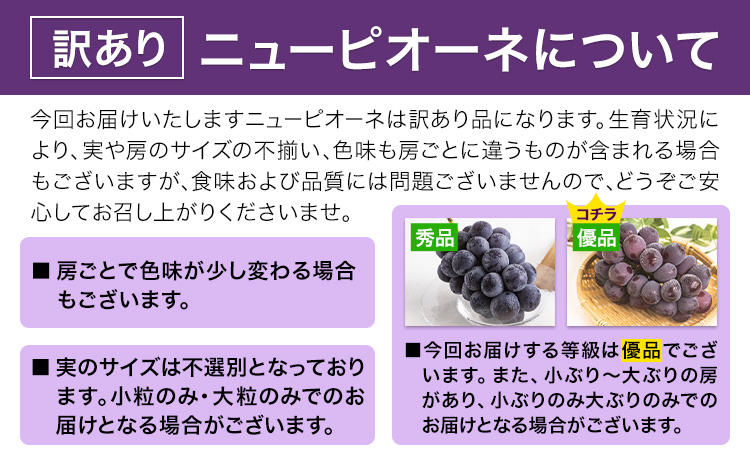 訳あり ニューピオーネ 約1.2kg(2房)《8月下旬-10月下旬頃出荷(土日祝除く)》岡山県 笠岡市 葡萄 果物 秋旬 訳あり 優品 厳選出荷 スイーツ フルーツ デザート 数量限定 2026