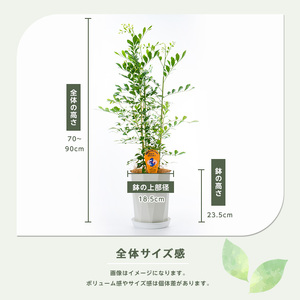 【観葉植物】シルクジャスミン70cm～90cm(鎌ヶ迫園芸場/IB086-005)