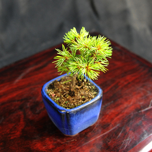 赤石の泉 赤石 五葉松（鉢植え） F-129【現品限り】【配送地限定】