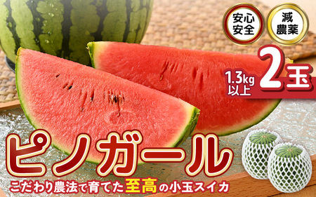 【先行予約】 安心安全！減農薬！こだわり農法で育てた至高のピノガール (小玉スイカ) 2玉 (1玉あたり：1.3kg以上) 【2026年7月中旬以降順次発送予定】 【スイカ 西瓜 すいか デザート 果物 くだもの 夏 甘い ジューシー 旬の果物 産地直送 国産】 [A-21211]