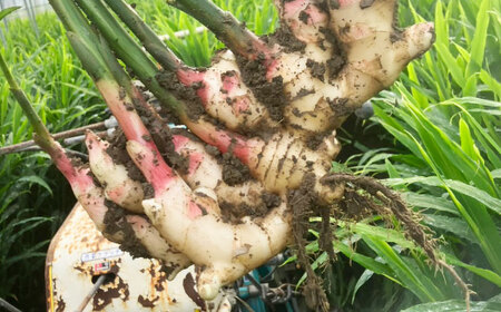 【先行予約】【6月下旬から順次発送】 新生姜 2kg 愛媛県大洲市/株式会社誠実村[AGER003]