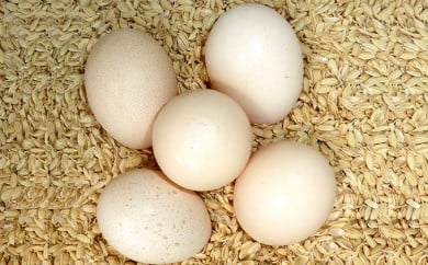 
[№5695-0636]鳥骨鶏の卵 10個 【 たまご 烏骨鶏 うこっけい にわとり 】
