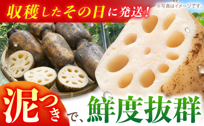 【先行予約】【特別栽培農産物 認定】＜地元 江北町産＞ 泥付き 蓮根 6kg（3kg×2）【百武青果】 [HAE002]