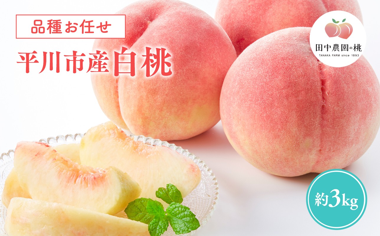 
                  ≪8月～9月発送予定≫  品種お任せ 平川市産 白桃 約3kg (8-9玉）【青森県 平川市 田中農園】フルーツ 果物 桃 もも モモ 白桃 ピーチ はくとう お取り寄せ 先行予約 旬 おまかせ 
                