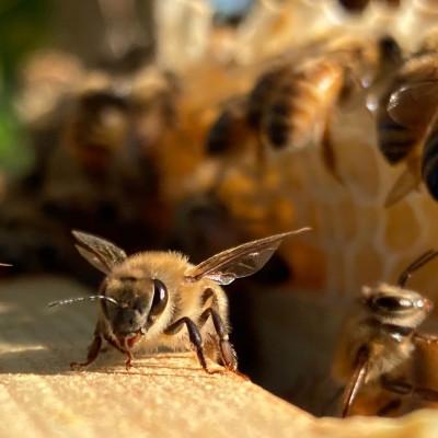 ふるさと納税 南知多町 国産蜂蜜6本セット(瓶) |  | 02