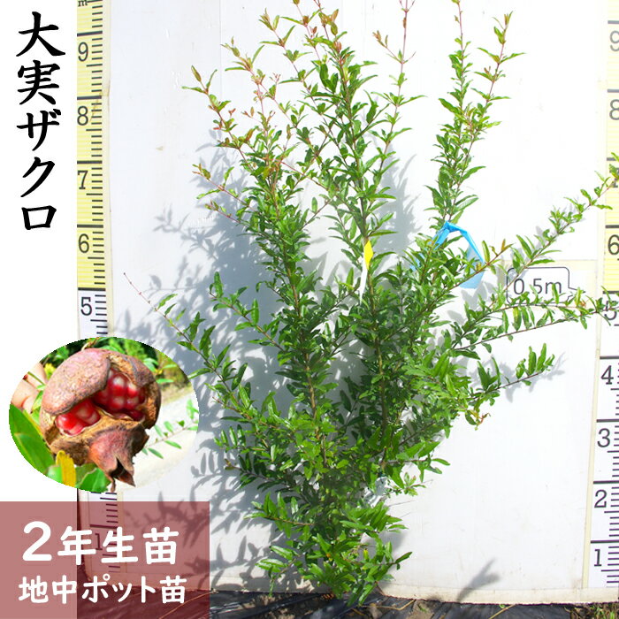 【ふるさと納税】＜すだ農園＞2年生 苗木 ◆ 大実ザクロ(柘榴)[地中ポット苗 2024年] ※北海道・沖縄・離島への配送不可 ※2025年12月上旬～2026年5月下旬頃に順次発送予定 ☆月間MVPふるさと納税賞 第1号（2020年10月）・SDGs未来都市亀岡