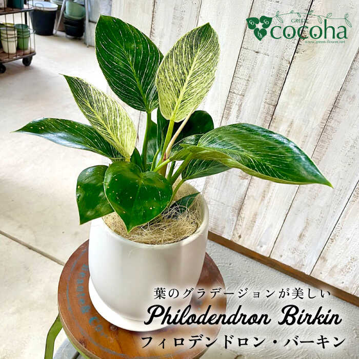 グリーンとホワイトのコントラストが美しい『 フィロデンドロン ・ バーキン 』 観葉植物 糸島市 / cocoha [AWB032] 観葉植物 グリーン 緑 インテリア 雑貨 暮らし 植物 室内 おしゃれ ギフト