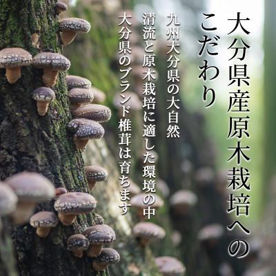ふるさと納税 竹田市 大袋入り 大分県産原木栽培乾しいたけ 厚肉　1000g(250g4袋) |  | 02